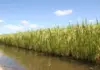 Preço do arroz sobe no Rio Grande do Sul e mercado acompanha impacto do El Niño na próxima safra