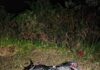Motociclista fica ferido após queda na BR-282 no Oeste Catarinense