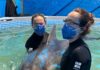 Golfinho resgatado em SC é escoltado pela PRF até Florianópolis para tratamento especializado