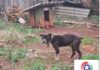 Mulher é presa por maus-tratos após pitbull ser encontrado sem água e com ferimentos no Oeste de SC