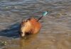 Capivara é resgatada com flecha cravada no corpo em represa