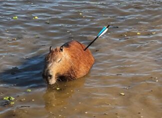 Capivara é resgatada com flecha cravada no corpo em represa
