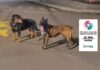 Cães de grande porte soltos mobilizam Polícia Militar no Oeste de SC