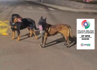 Cães de grande porte soltos mobilizam Polícia Militar no Oeste de SC