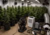 Polícia Civil encontra laboratório com 187 pés de maconha e descobre furto de energia em SC