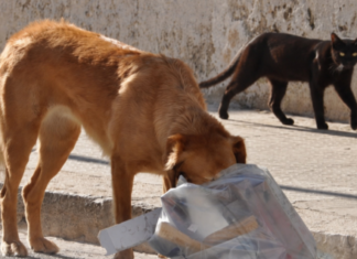 STF decide que municípios são responsáveis por acolher cães e gatos abandonados
