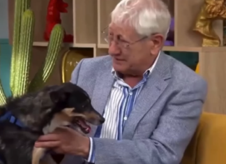 Idoso emociona ao se despedir do cachorro por não conseguir mais cuidar dele