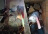 Homem é preso por maus-tratos após cães e gatos serem encontrados em situação de abandono em Joaçaba