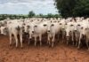Mercado do boi gordo segue em queda, mas analistas projetam recuperação da arroba no fim de 2026