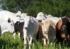 Casos de raiva bovina acendem alerta em Santa Catarina e reforçam importância da vacinação do rebanho
