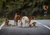 Projeto que responsabiliza cuidadores de cães comunitários divide vereadores em Chapecó