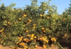 El Niño pode atingir força máxima e preocupar produtores de soja, milho, café e laranja no Brasil
