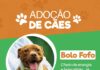 Adoção de cães: Bolo Fofo procura uma família!