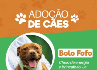 Adoção de cães: Bolo Fofo procura uma família!