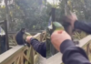 Macaco-prego é agredido por visitante dentro de parque ecológico em SC
