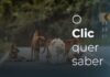 O Clic Quer Saber: De quem deve ser a principal responsabilidade pelos cães de rua?