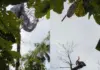 Homem é resgatado de helicóptero após ficar preso em árvore durante voo de parapente em SC