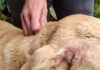 Cão é encontrado ferido por possíveis disparos de arma de fogo em Saltinho