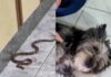 Cachorra late e ajuda família a encontrar cobra-coral venenosa dentro de casa em SC