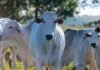 Raiva bovina preocupa produtores após mais de 20 mortes de animais em Santa Catarina