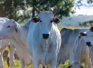 Raiva bovina preocupa produtores após mais de 20 mortes de animais em Santa Catarina