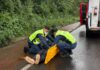 VÍDEO: Motociclista fica ferida após atropelar guaxinim e cair no Contorno Viário Oeste, em Chapecó