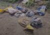 Dezenas de cães mortos são encontrados dentro de sacos de lixo em SC
