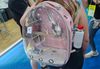 Calopsitas passeiam em mochila transparente e chamam atenção durante feira em Chapecó