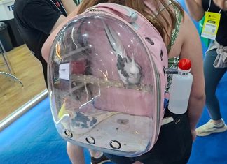 Calopsitas passeiam em mochila transparente e chamam atenção durante feira em Chapecó