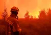 Bélgica enfrenta maior incêndio florestal em 115 anos e fogo já atinge 3 mil hectares