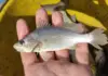 Estudo encontra deformações em 60,5% dos peixes analisados em litoral de estado Brasileiro