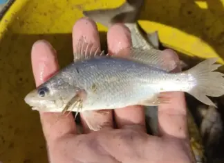 Estudo encontra deformações em 60,5% dos peixes analisados em litoral de estado Brasileiro
