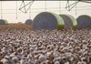 Sorriso perde liderança na produção agrícola do Brasil após mudança no mapa de MT