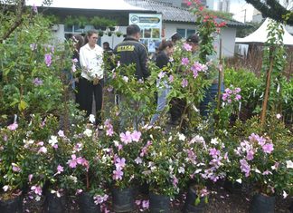 Chapecó realiza 24ª Feira de Mudas com 37 feirantes