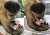 Macaquinho encanta ao cuidar de periquito bebê com beijos e carinho