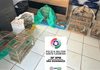 19 aves silvestres são apreendidas durante averiguação ambiental