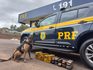 Cães farejadores da PRF encontram 35 kg de drogas escondidos no motor de carreta na BR-282