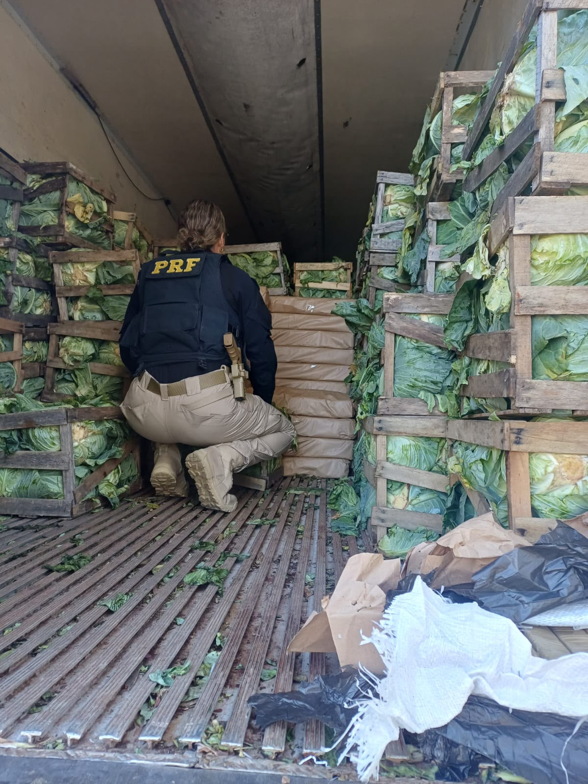 Quase 2,5 toneladas de maconha são encontradas escondidas em carga de repolho na BR-280, em SC