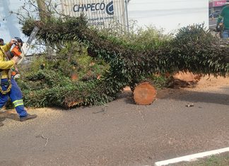 Vento derruba árvore de cerca de 10 metros em rua de Chapecó