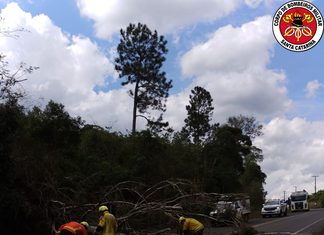 Eucalipto cai sobre rodovia e interrompe trânsito em Salto Veloso
