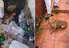 Cadela é resgatada de casa tomada por lixo e fezes em Xaxim