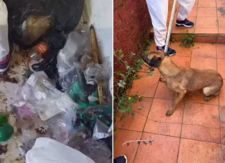 Cadela é resgatada de casa tomada por lixo e fezes em Xaxim