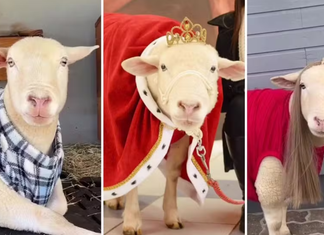 Ovelha Chanel, fenômeno nas redes sociais e símbolo da pet terapia, morre aos milhares de fãs