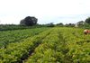 Governo libera R$ 64,3 milhões para segurança alimentar e povos indígenas