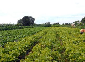 Governo libera R$ 64,3 milhões para segurança alimentar e povos indígenas