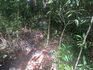 Homem de 73 anos desaparecido é encontrado morto em área de mata em Concórdia