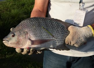 Alesc aprova projeto para incluir peixe na merenda das escolas estaduais de SC