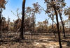 Amazonas registra 1,3 mil focos de incêndio em dez dias, alta de 271% em um ano