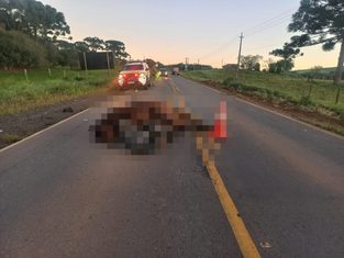 Motociclista de 21 anos morre após atingir cavalo e ser atropelado por carro em SC