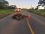 Motociclista de 21 anos morre após atingir cavalo e ser atropelado por carro em SC